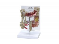 model trzustki - 1019553 [w33367] 3b scientific modele anatomiczne 9